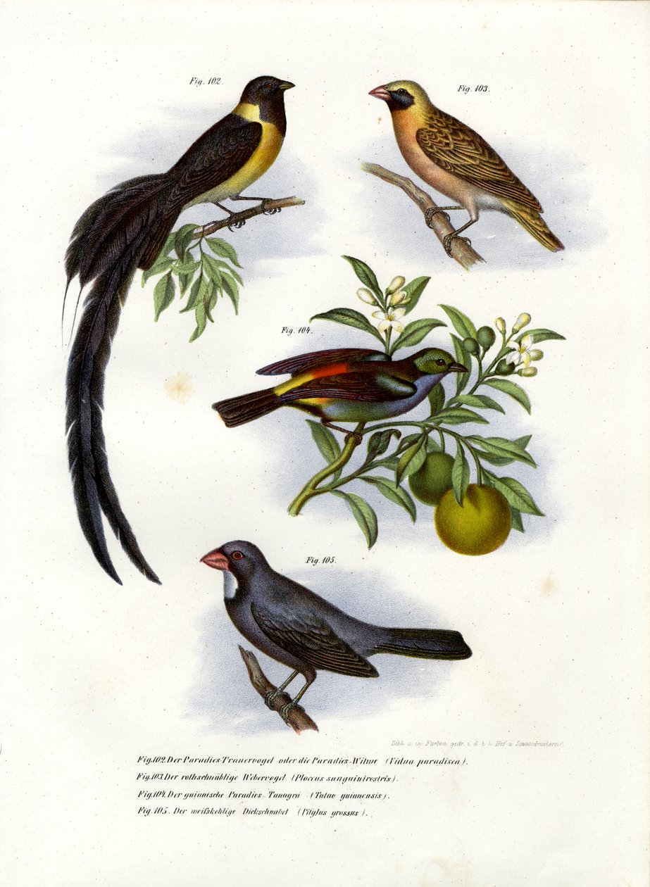 Paradise Whydah, 1864 de German School