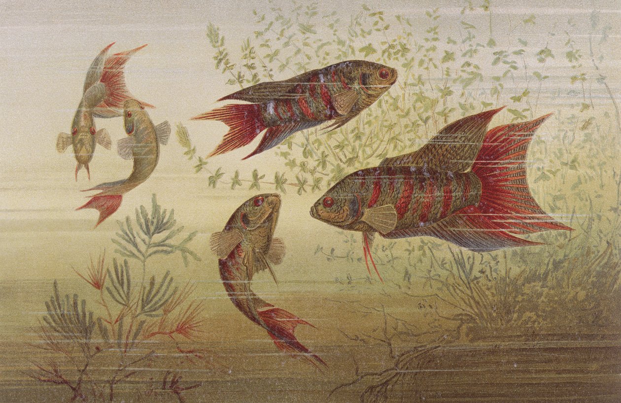 Peixe do Paraíso, prato da Vida Animal de Brehm: Cliente geral do reino animal, vol.8, p. 184, publicado pelo Instituto Bibliográfico, 1892 de German School