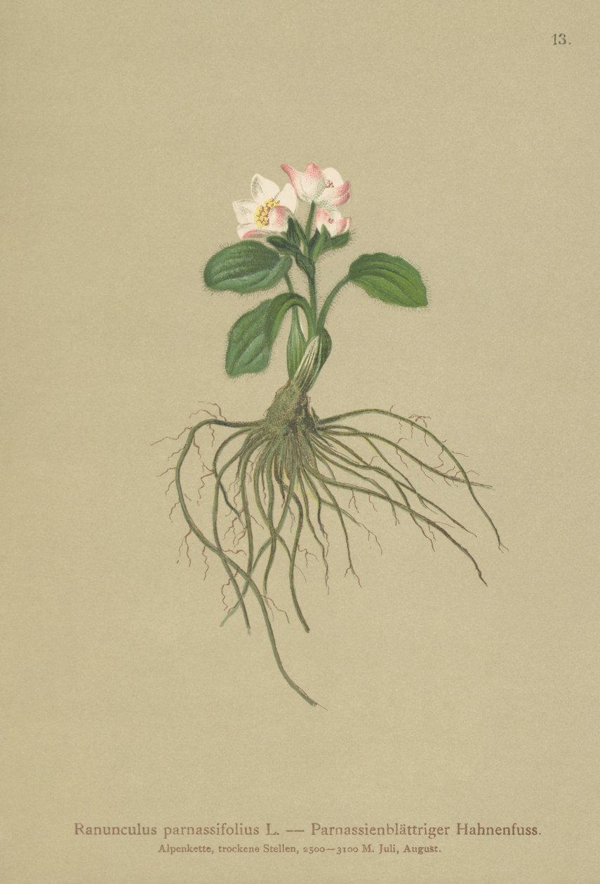 Aranha Parnassia-com folhas (Ranunculus parnassifolius) de German School