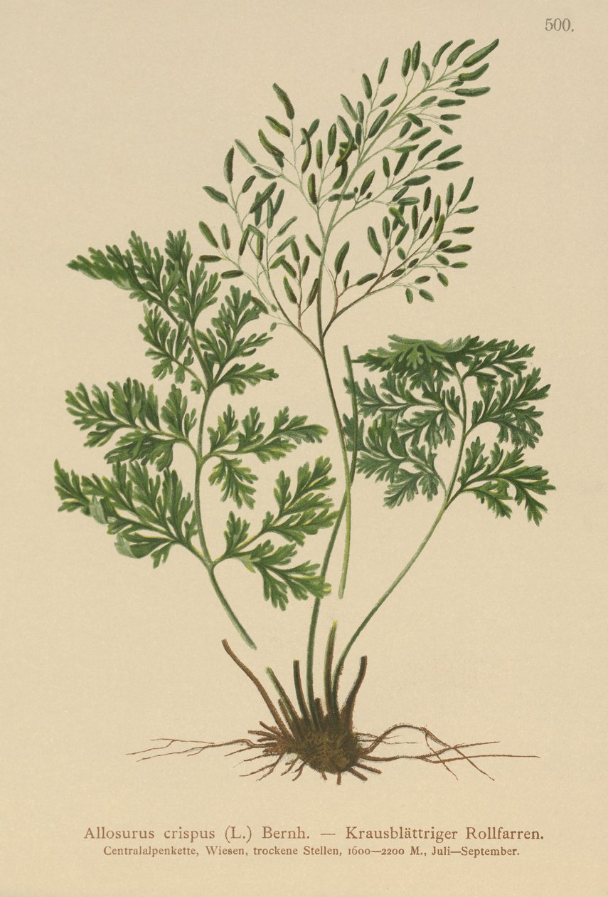 Samambaia Salsa (Allosurus crispus, Crisptogramma crispa, Osmunda crispa, Allosorus crispus) de German School
