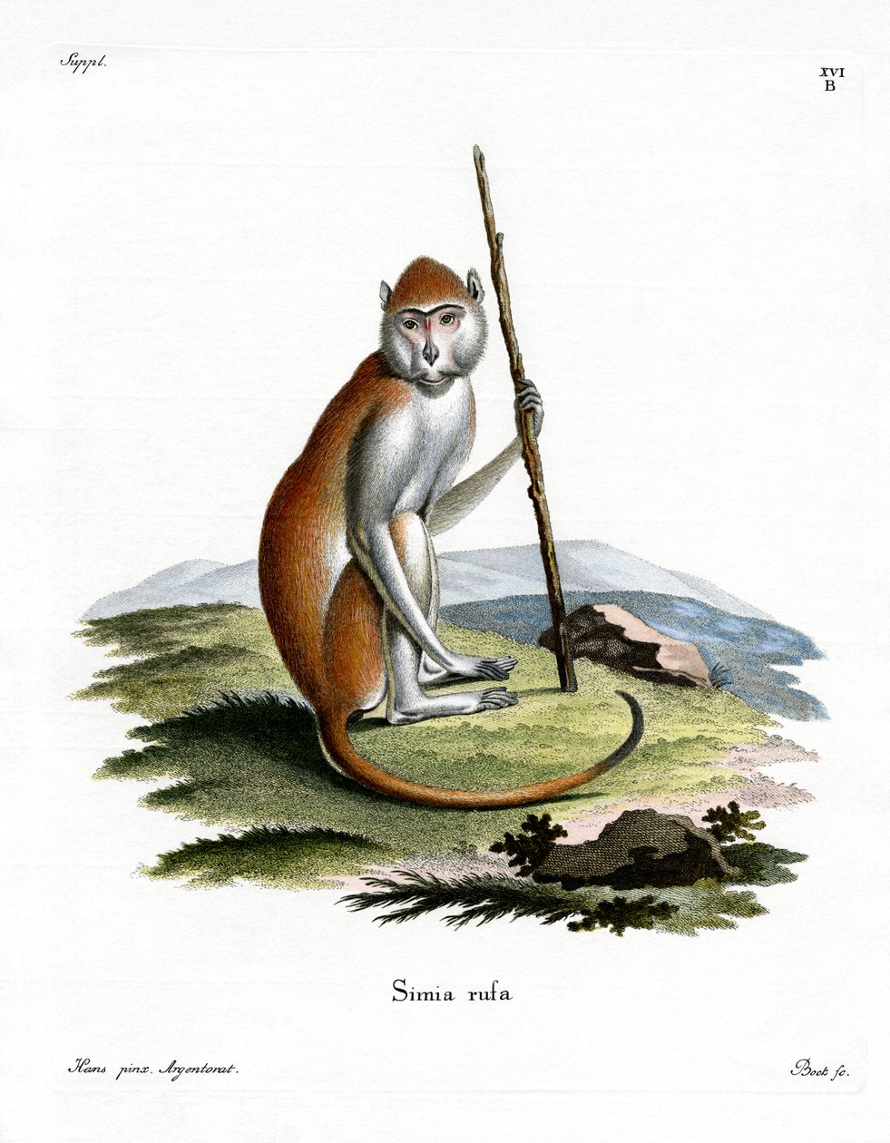 Patas Monkey (gravação a cores) de German School