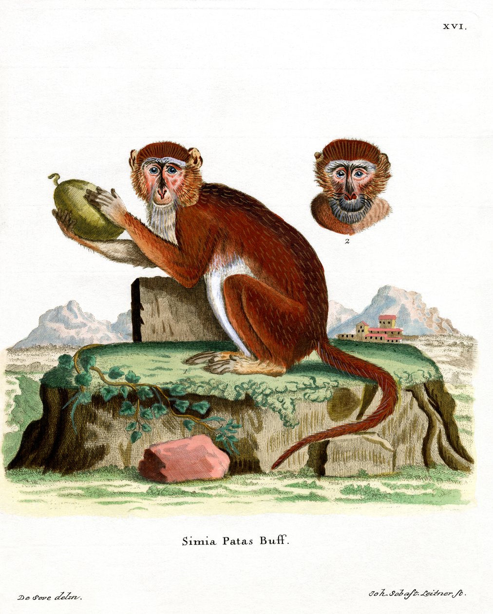 Patas Monkey (gravação a cores) de German School
