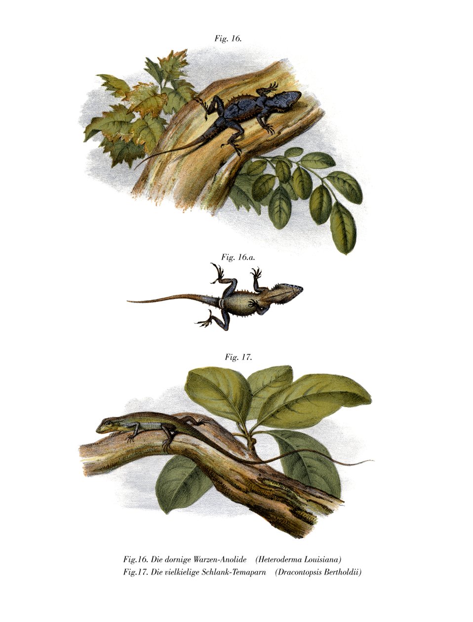 Anole de Pêssego (cor litho) de German School