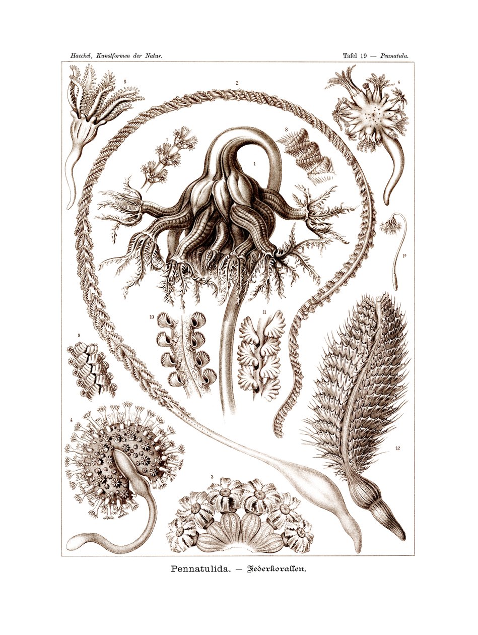 Pennatulid, 1899-1904 de German School