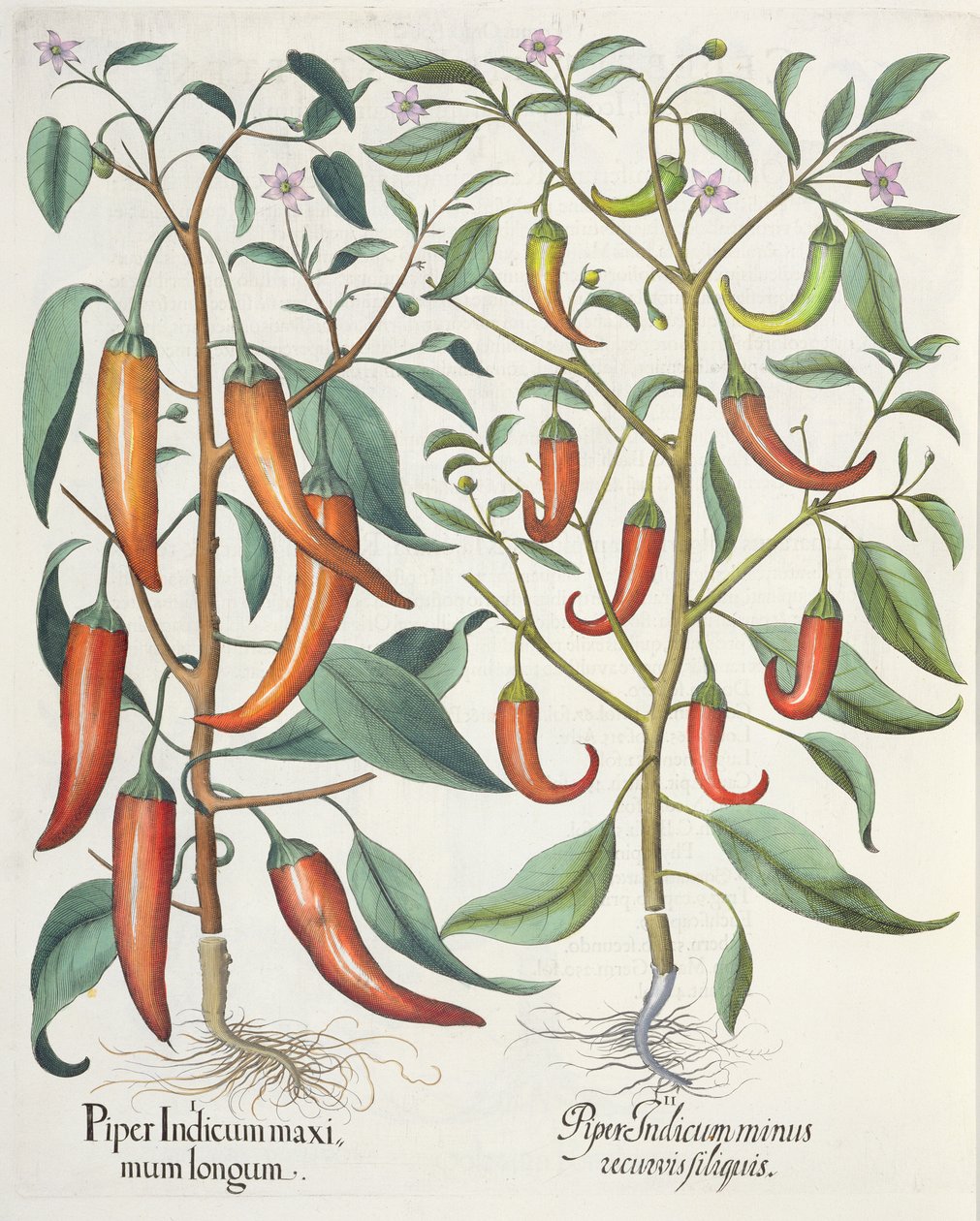 Pimentas: comprimento máximo 1.Piper indiana; Indiano 2.Piper filiquis menos curvas do Eystettensis por Basil Besler (1561-1629), pub. 1613 de German School