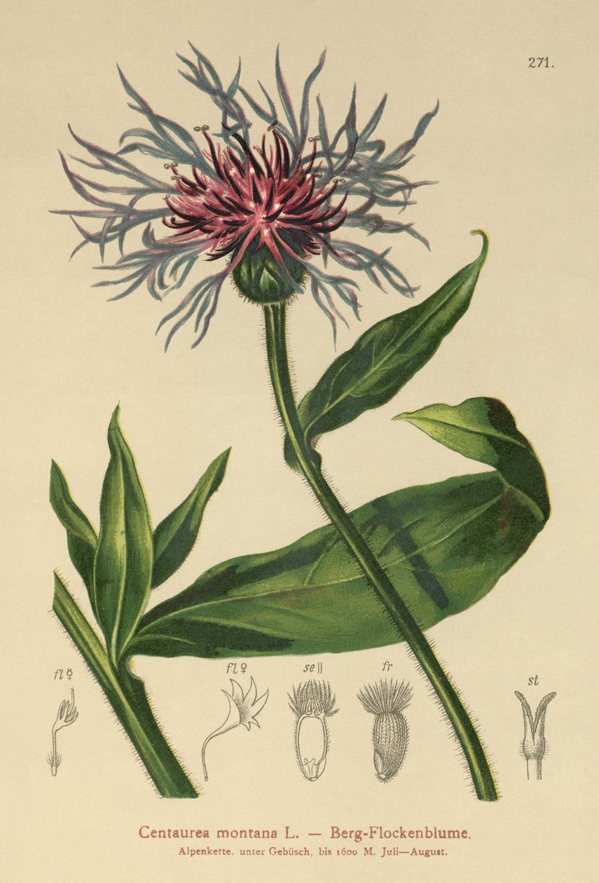 Centáurea perene (Centaurea montana) de German School