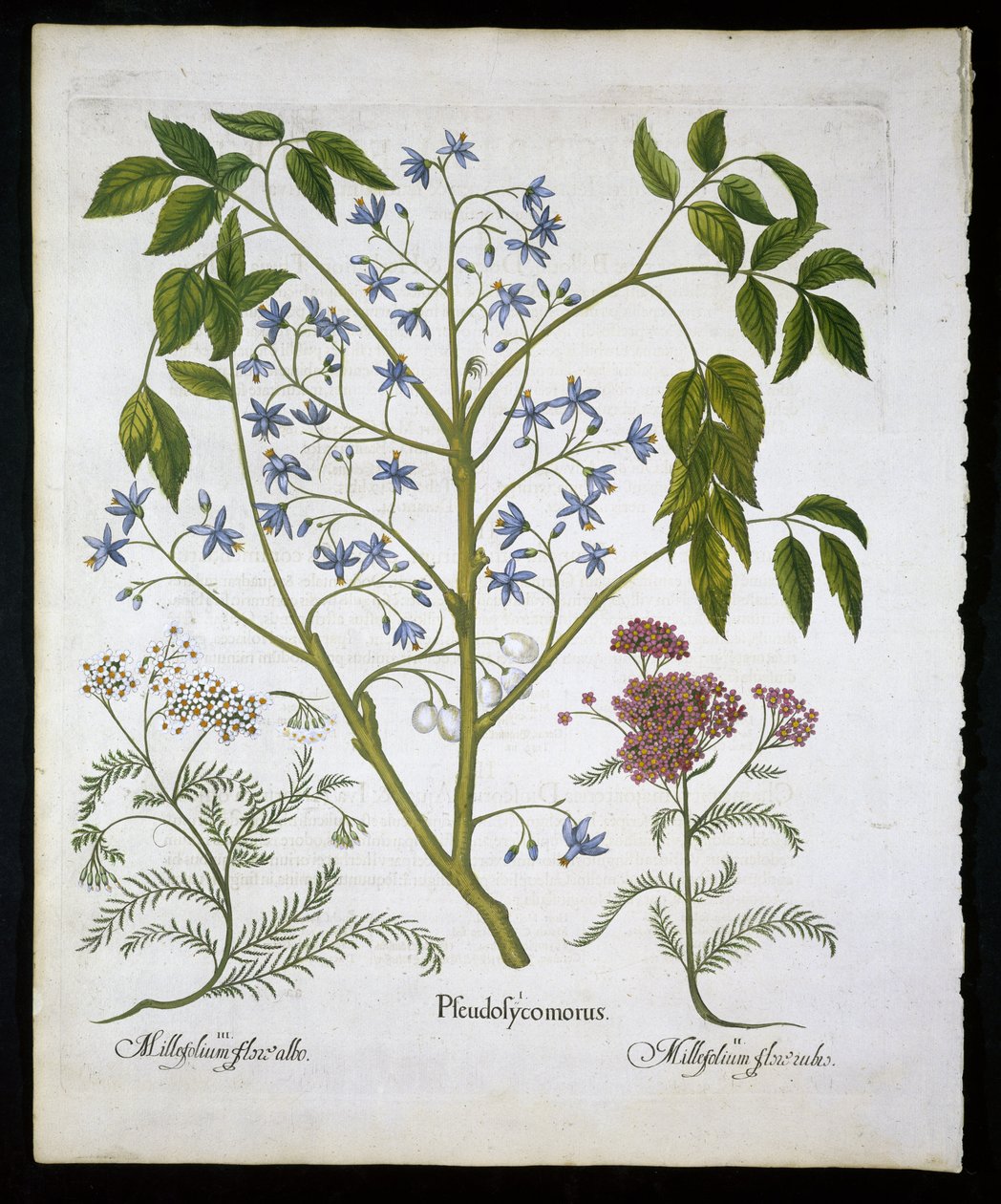 Lilás persa ou Orgulho da Índia e Achillea Millefolium (Soldados Woundwort) placa 136 de Hortus Eystettensis por Basil Besler (1561-1629) pub 1613 (gravura colorida à mão) de German School