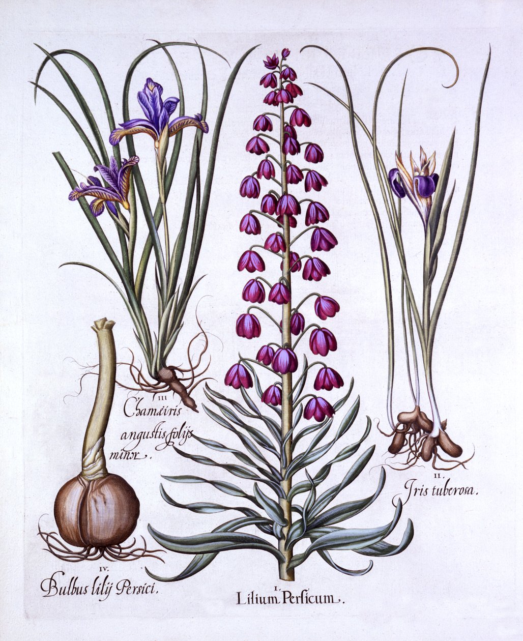 Lírio persa e íris, de Hortus Eystettensis, por Basil Besler (1561-1629), pub. 1613 (gravura colorida à mão) de German School