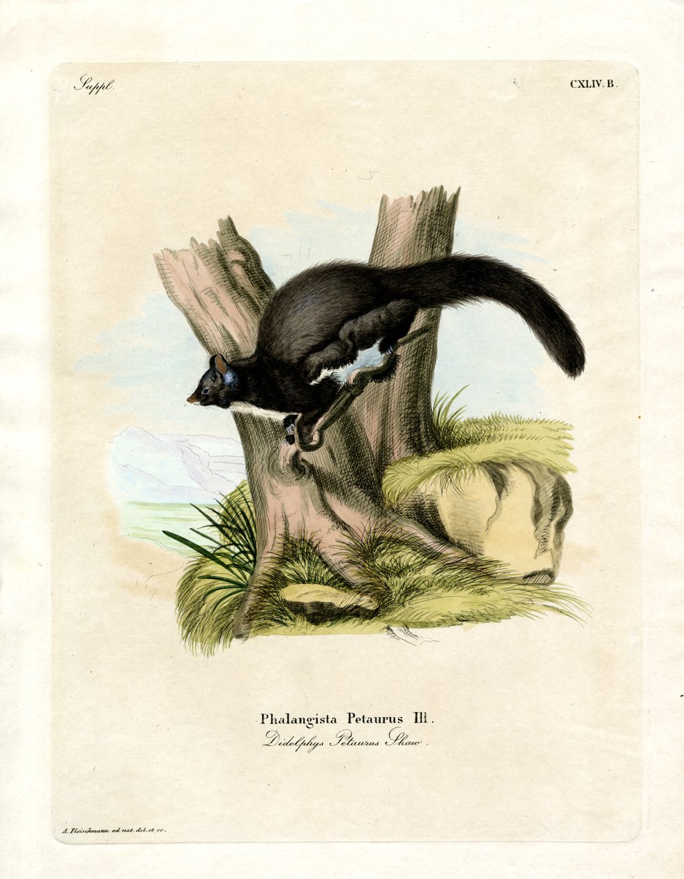 Petaurine Opossum (gravura colorida) de German School