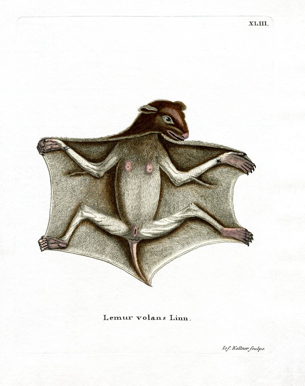 Philippine Flying Lemur (gravura colorida) de German School
