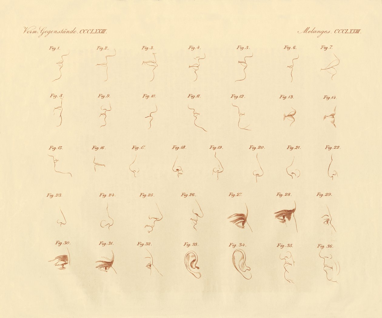 Expressão fisiotómica do órgão dos sentidos e das partes ligadas (gravura colorida) de German School