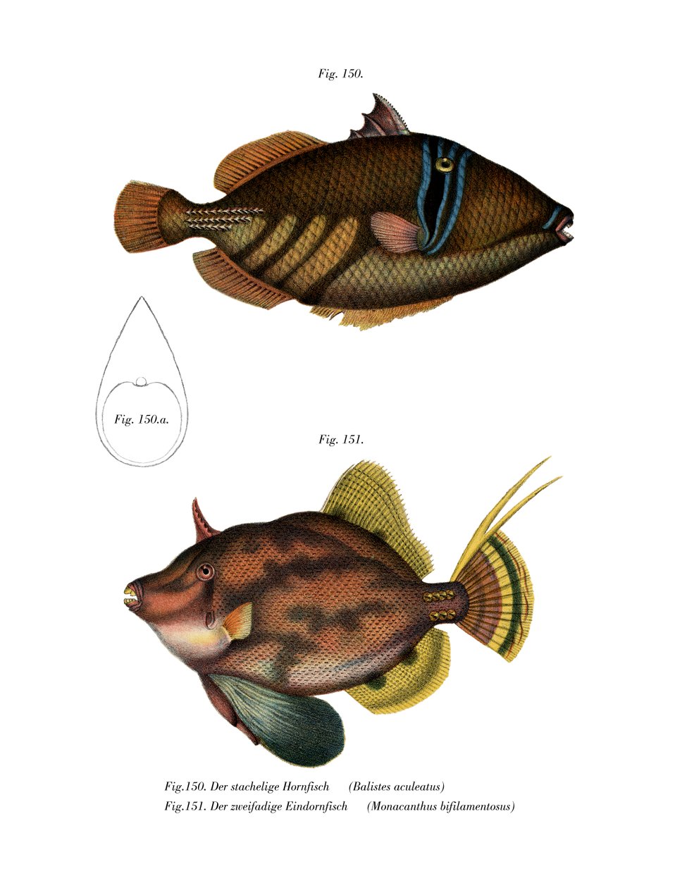 Peixes Picasso (cor litho) de German School