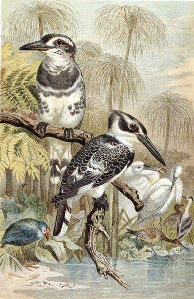 Pied Kingfisher, prato de "Brehms Tierleben": Allgemeine Kunde des Tierreichs", vol.5, p.60, publicado pelo Bibliographisches Institut de German School