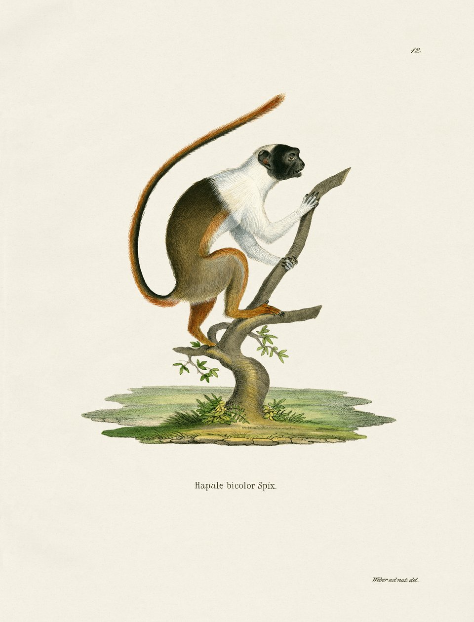 Tamarin Amarrado (gravação a cores) de German School