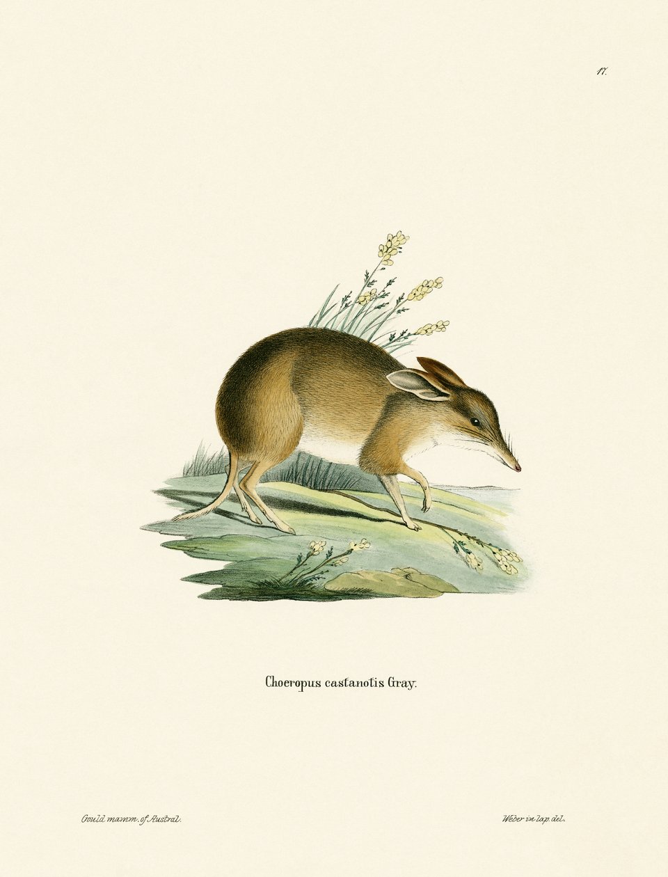 Bandicoot de pés de porco (gravação a cores) de German School