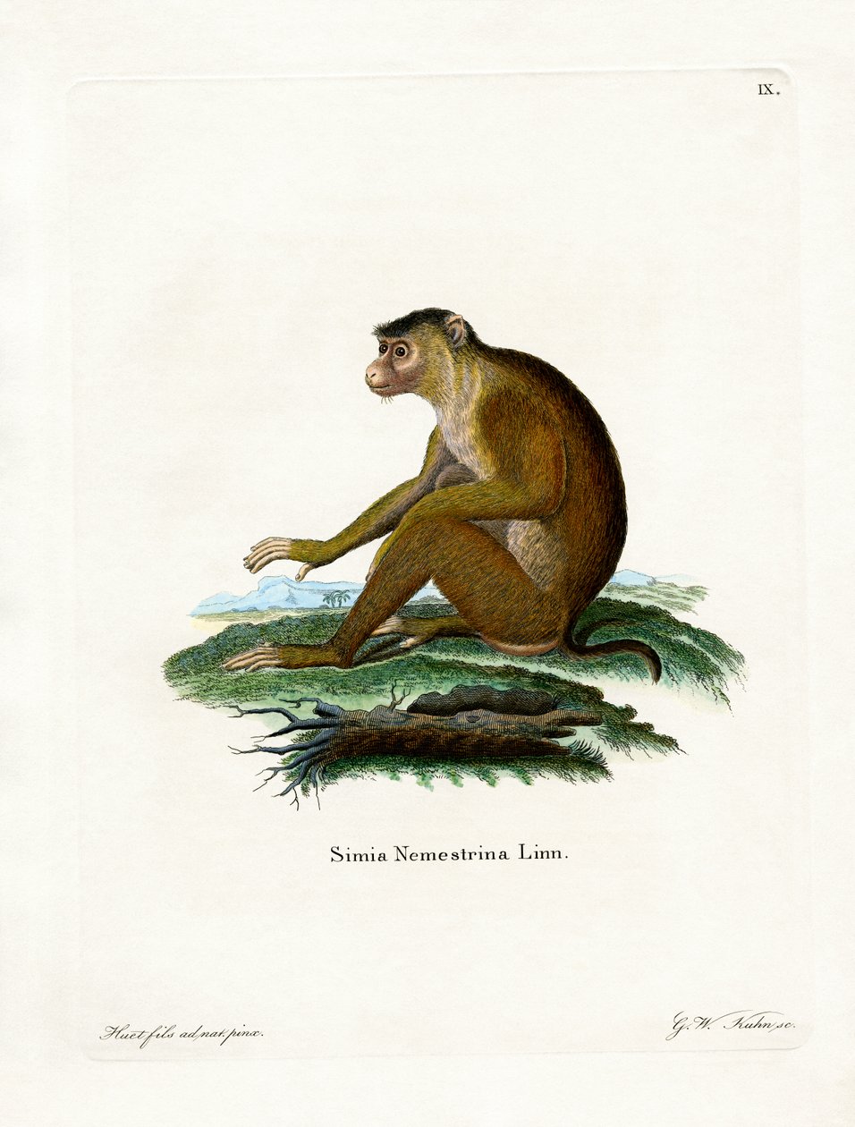 Macaque de cauda de porco (gravura colorida) de German School