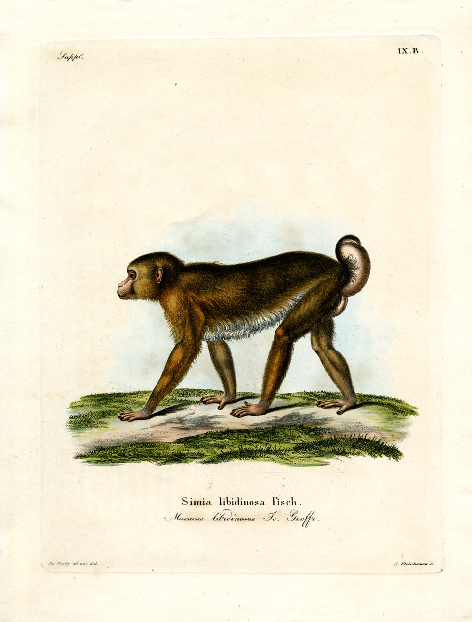 Macaque de cauda de porco (gravura colorida) de German School