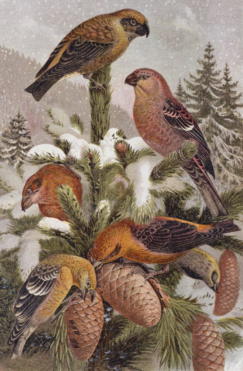 Pine Grosbeak and Crossbill, registro de Brehms Tierleben: Allgemeine Kunde des Tierreichs, vol 4, p. 314, publicado pelo Bibliographisches Institut, 1891 de German School