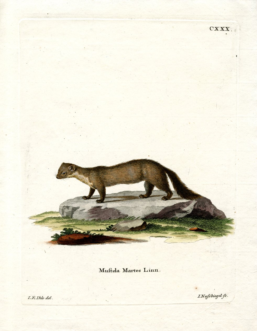 Pine Marten (gravação a cores) de German School