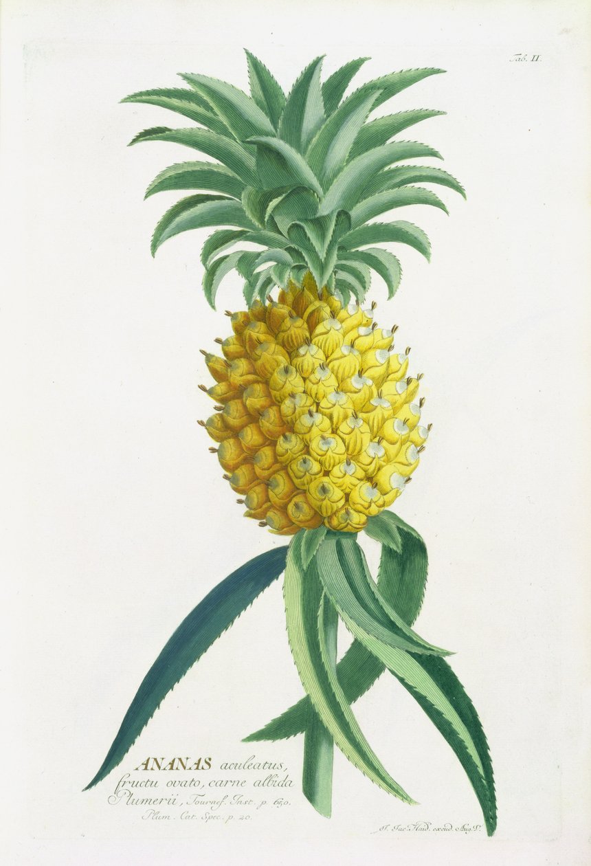 Abacaxi gravado por Johann Jakob Haid (1704-67) de German School