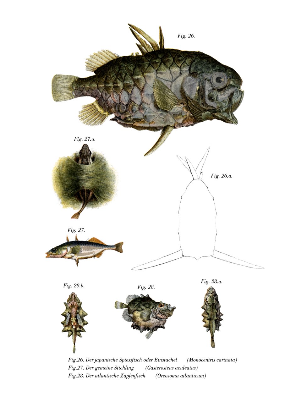 Pineconefish (cor litho) de German School