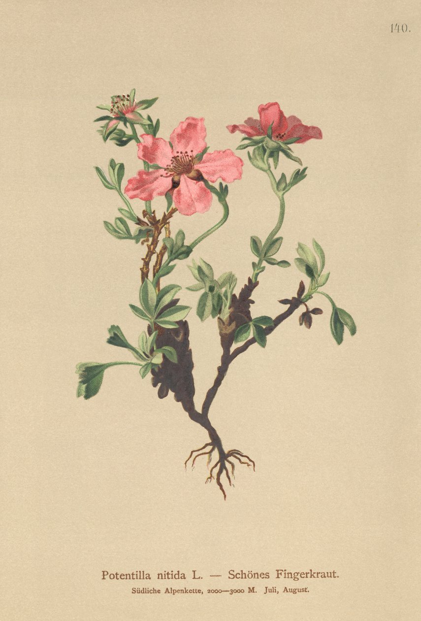 Cinquefoil rosa (Potentilla nitida) de German School