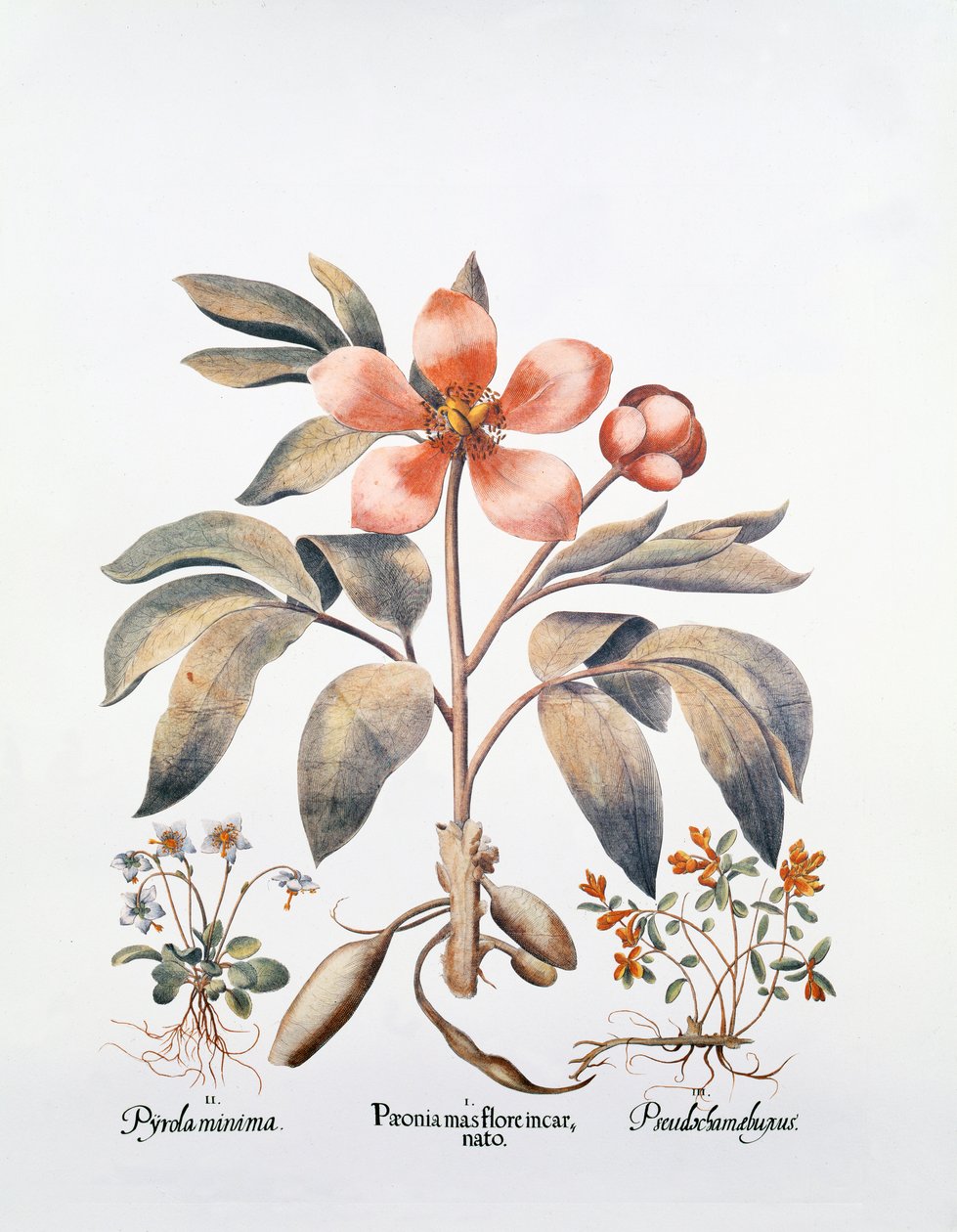 Peônia rosa (gravura colorida à mão) de German School