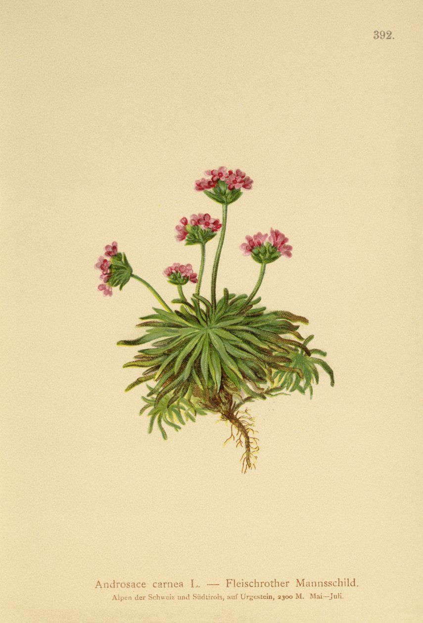 Pink Rock Jasmine (Androsace carnea) de German School