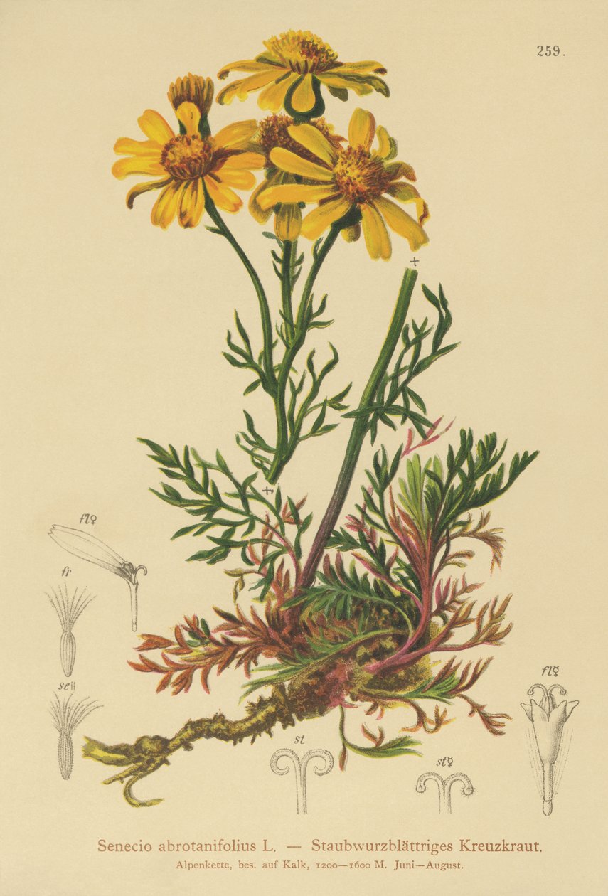 Ragwort Pinnate-com folhas (Senecio abrotanifolius, Jacobaea abrotanifolia) de German School