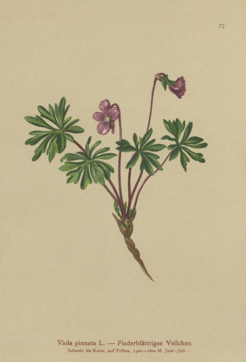 Violeta Pinada (Viola pinnata) de German School