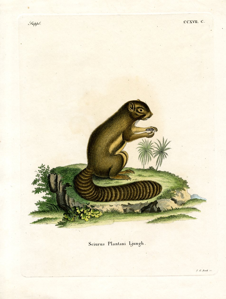 Esquilo de Plátano (gravura colorida) de German School