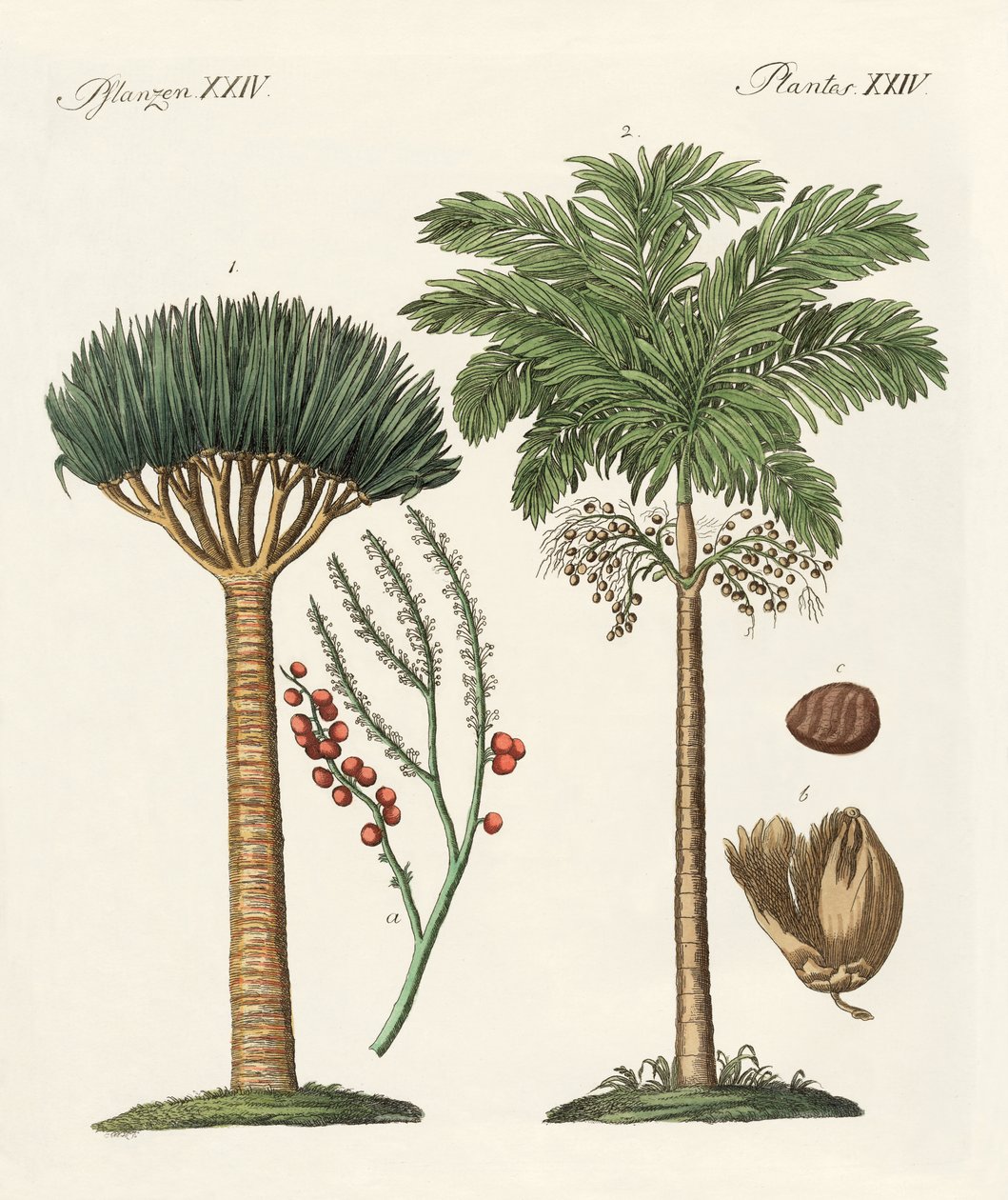 Plantas de países quentes de German School