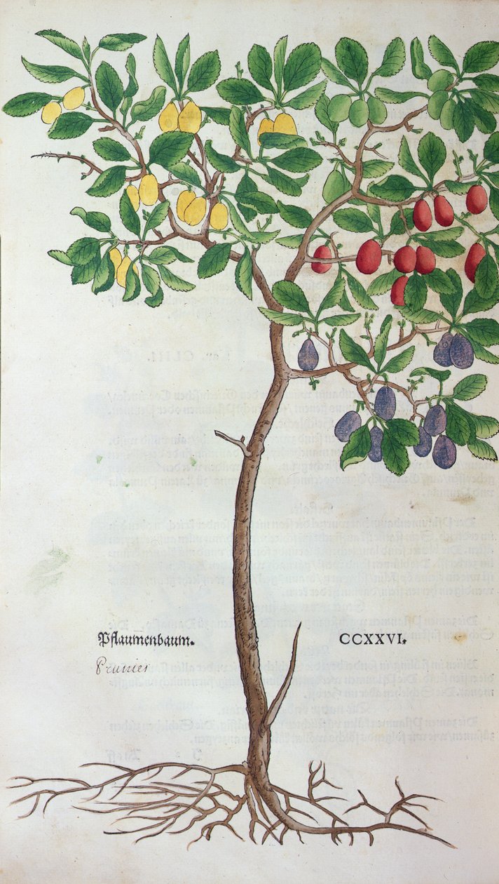 Ameixeira, um prato botânico do Herbarium de Leonhart Fuchs (1501-66), publicado em Basel, 1543 de German School