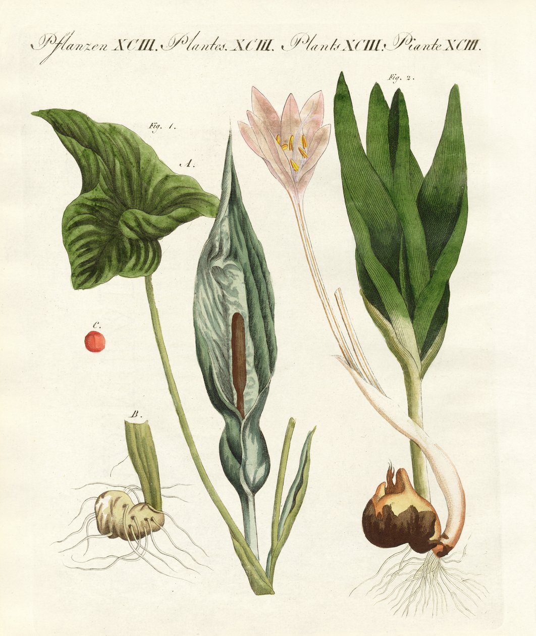 Plantas alemãs venenosas (gravura colorida) de German School