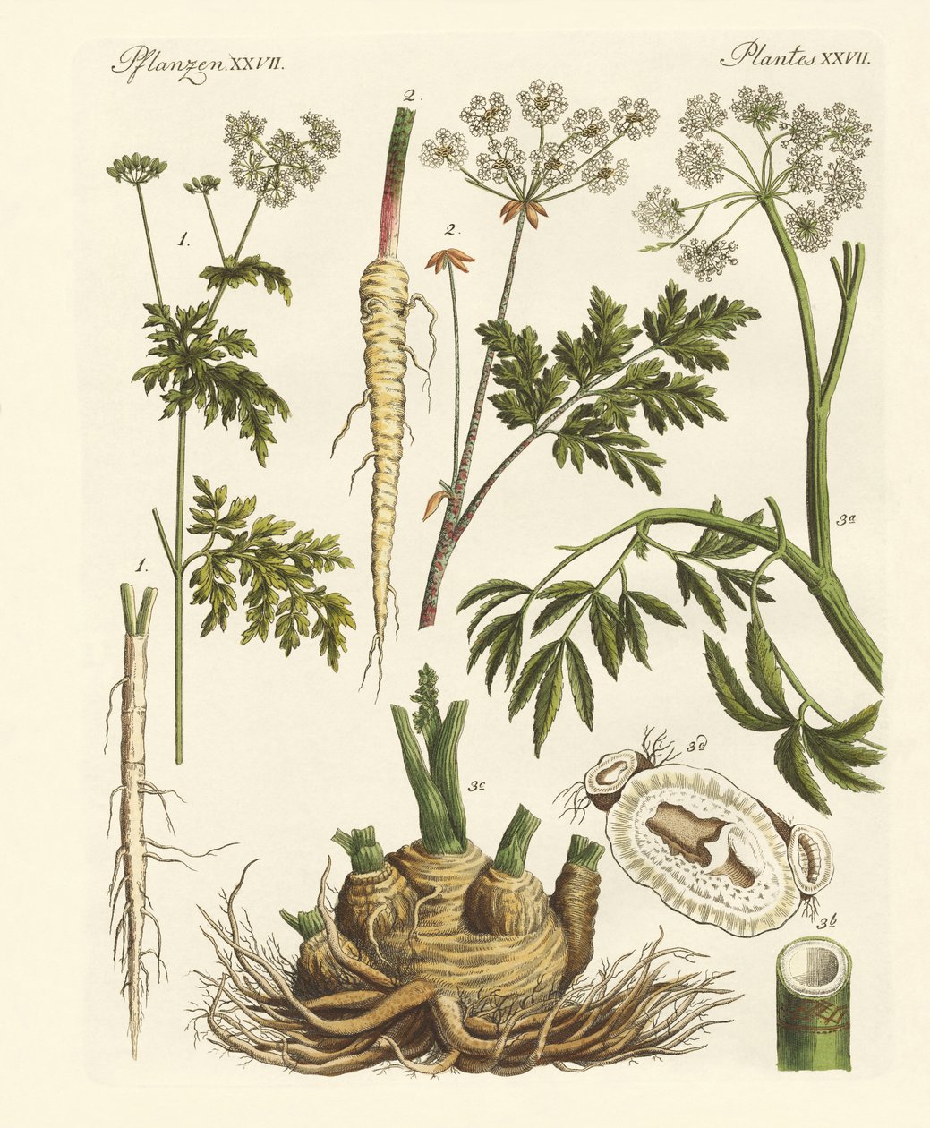 Plantas alemãs venenosas de German School