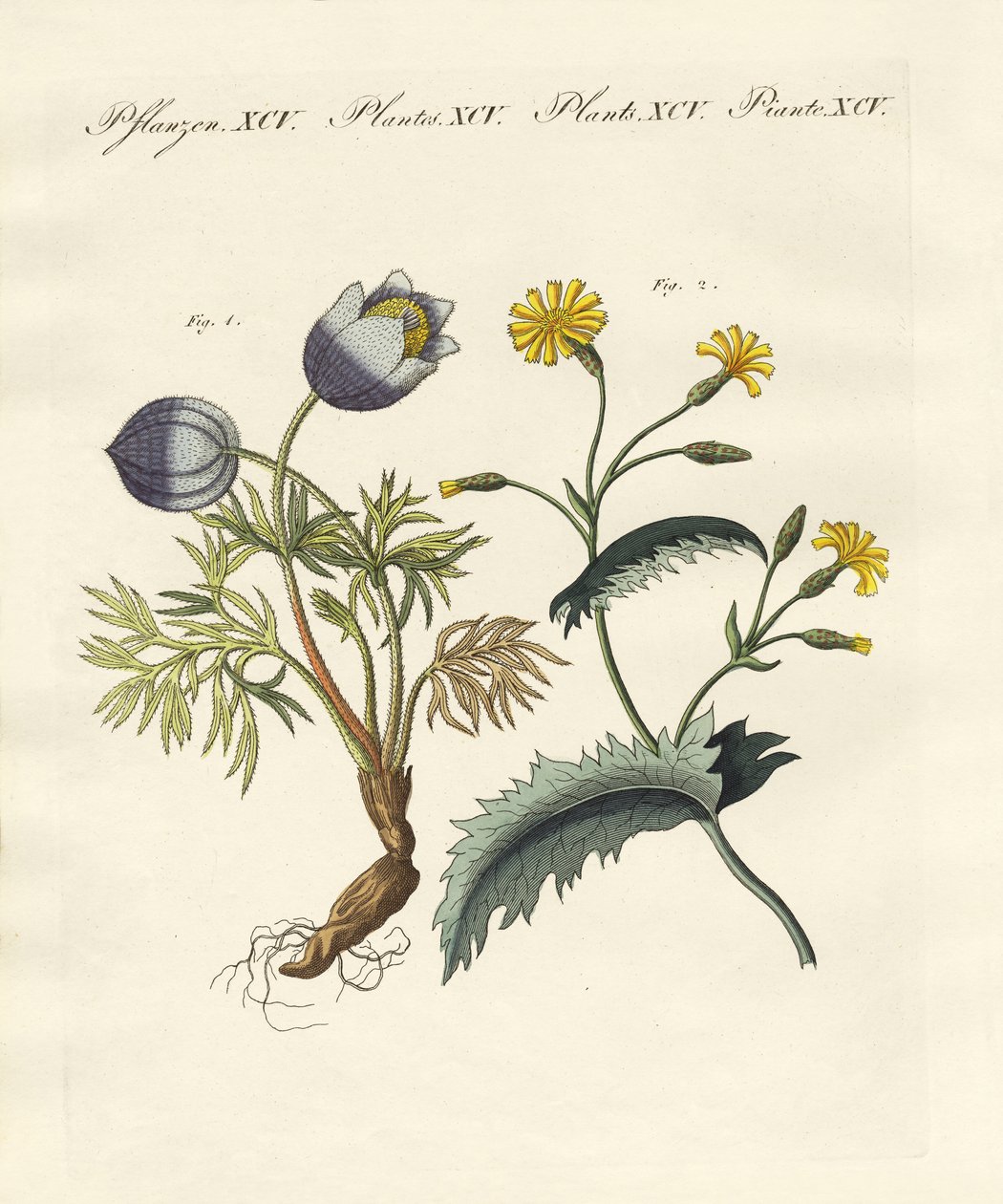 Plantas alemãs venenosas de German School