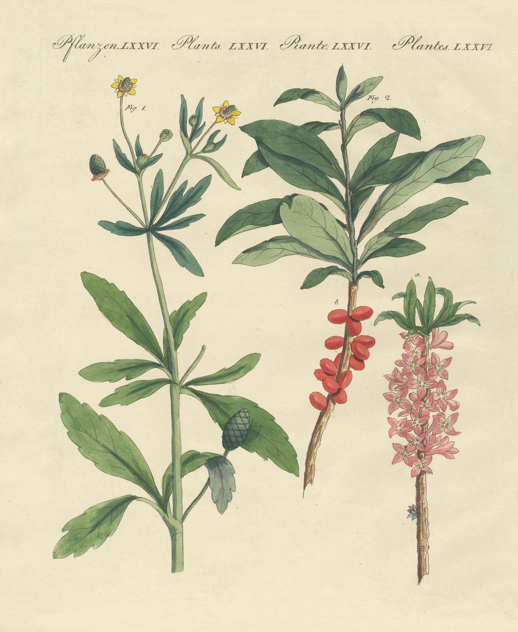 Plantas alemãs venenosas de German School