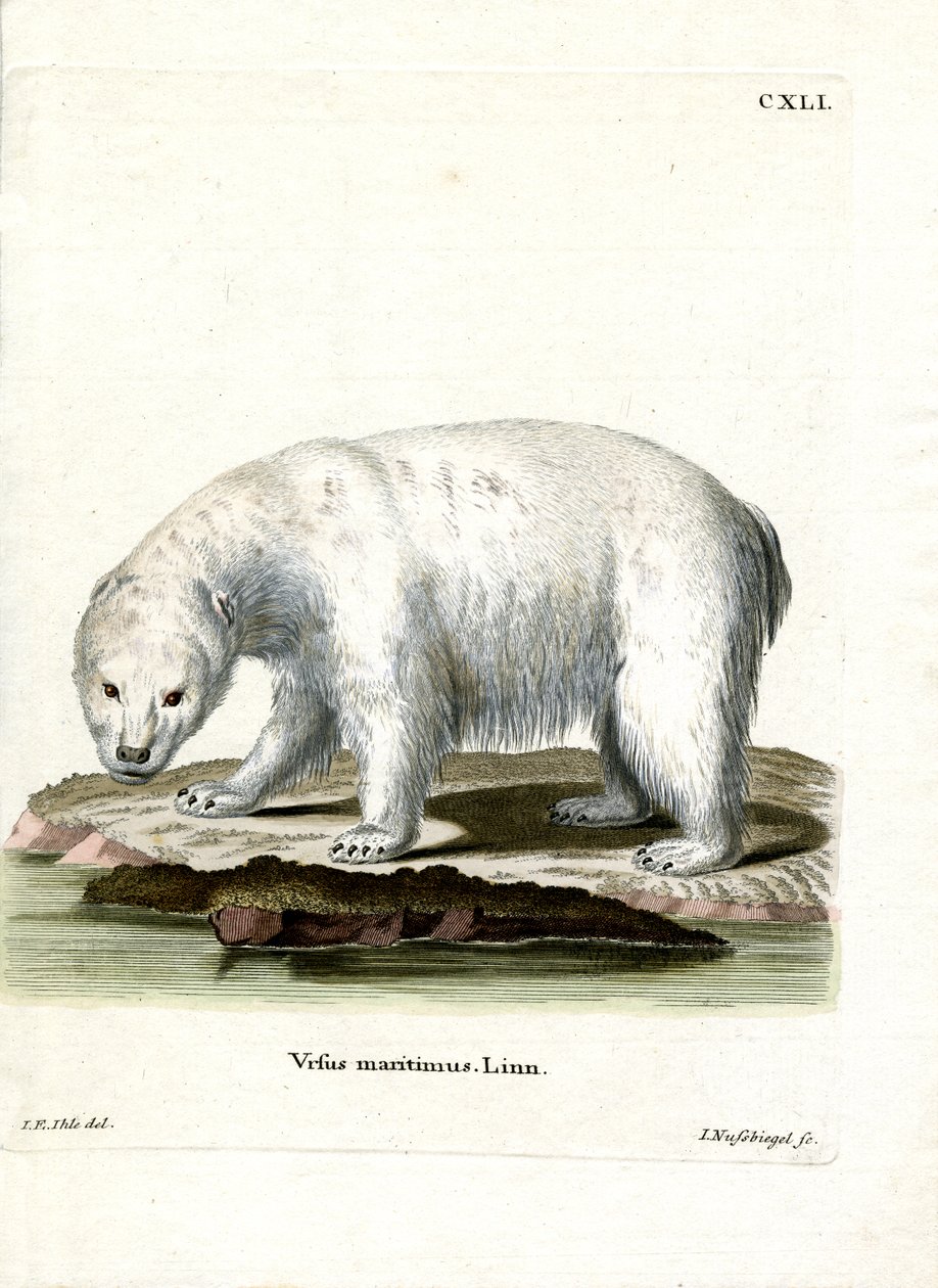 Urso Polar (gravação colorida) de German School