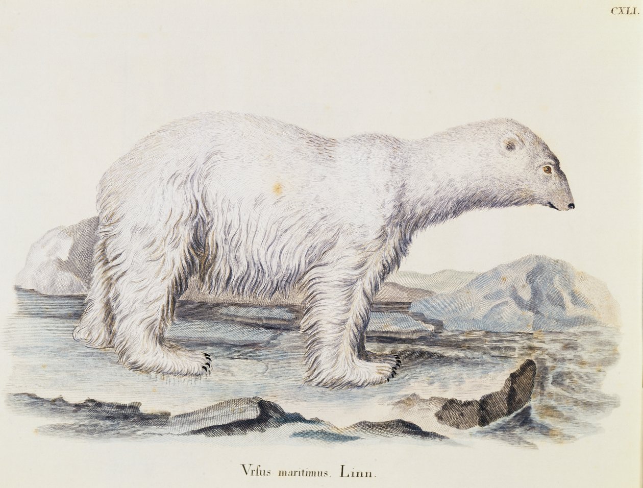 Urso polar (Ursus maritimus), de Mamíferos ilustrados da Natureza com descrições, de Johann Christian Daniel von Schreber (1739-1810), gravura de IC Bock após desenho de Marechal, volume 3, quadro 141, Alemanha de German School