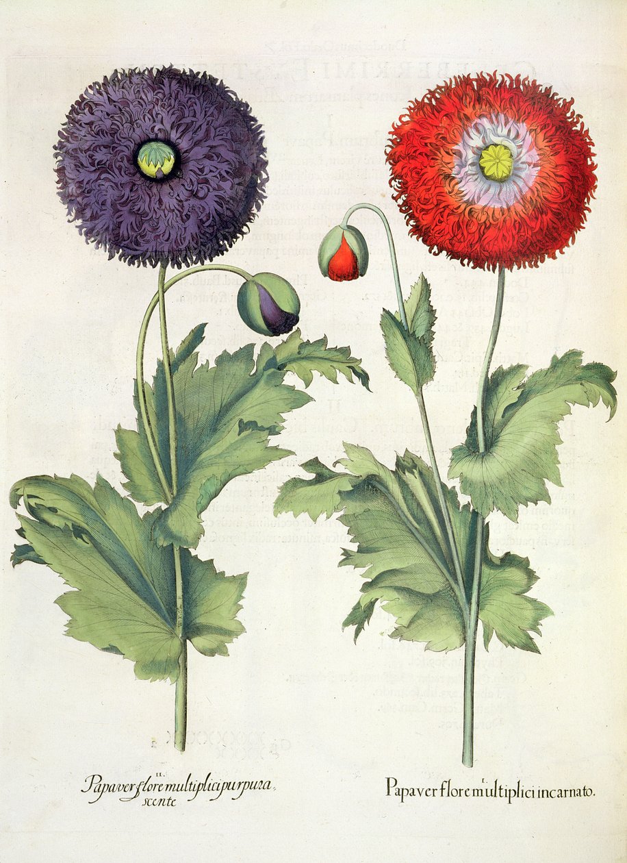 Papoilas: 1.Papaver florescer múltiplos carne; 2.Papaver flor roxa múltipla, a partir do Eystettensis por Basil Besler (1561-1629), pub. 1613 de German School