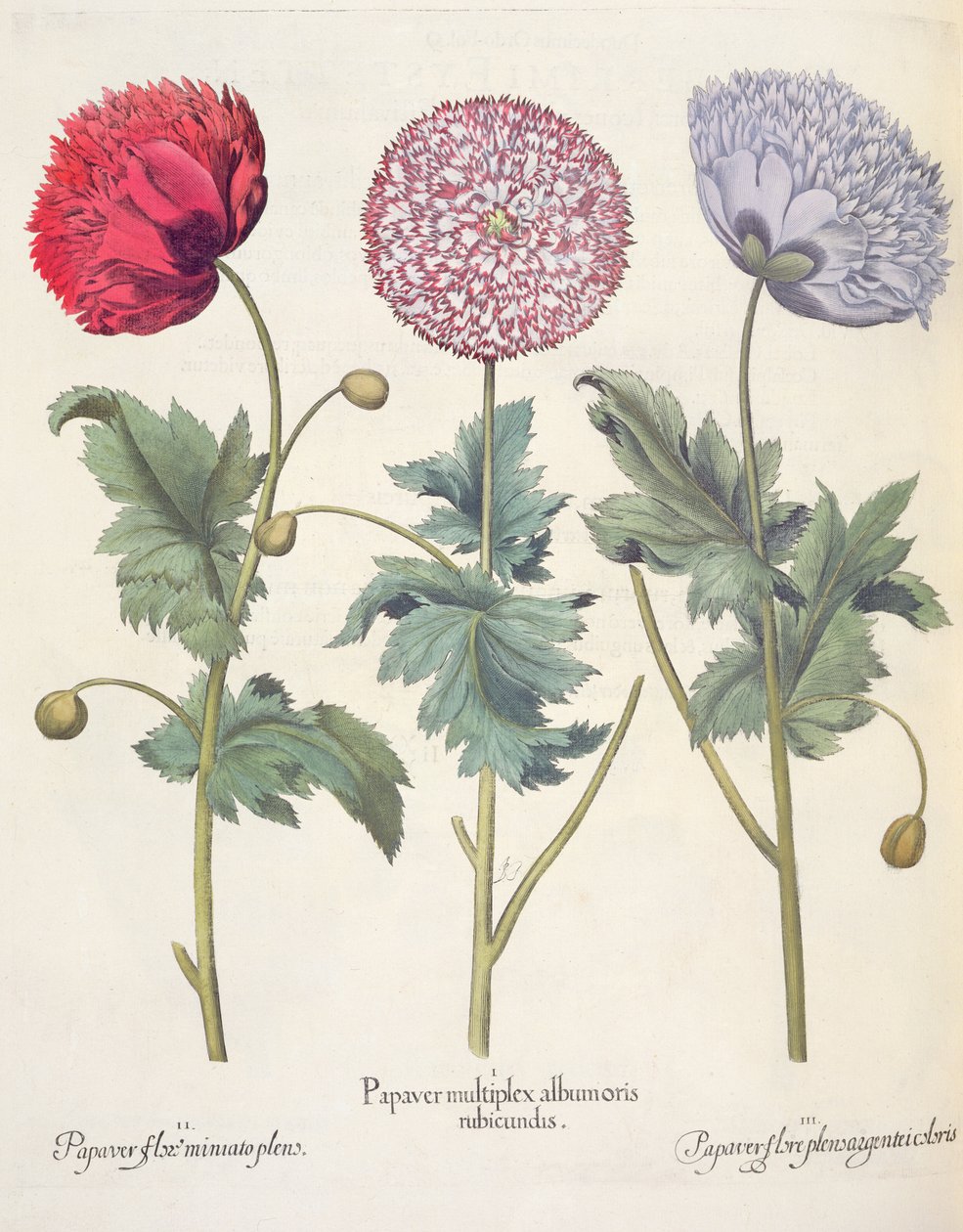 Papoilas, 1.Papaver vermelho vários albumoris; 2.Papaver flor Miniato câmara de pressão; 3.Papaver plensargentei cor da flor, do Eystettensis por Basil Besler (1561-1629), pub. 1613 de German School