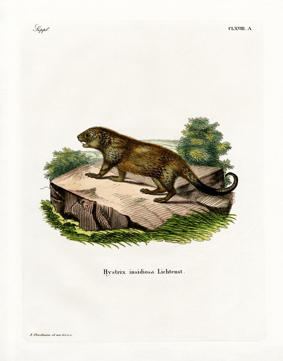 Porcupine (gravação a cores) de German School