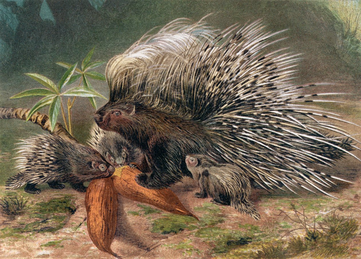 Porco-espinho, registro de Brehms Tierleben: Allgemeine Kunde des Tierreichs, vol.2, p.560, publicado pelo Bibliographisches Institut, 1890 de German School