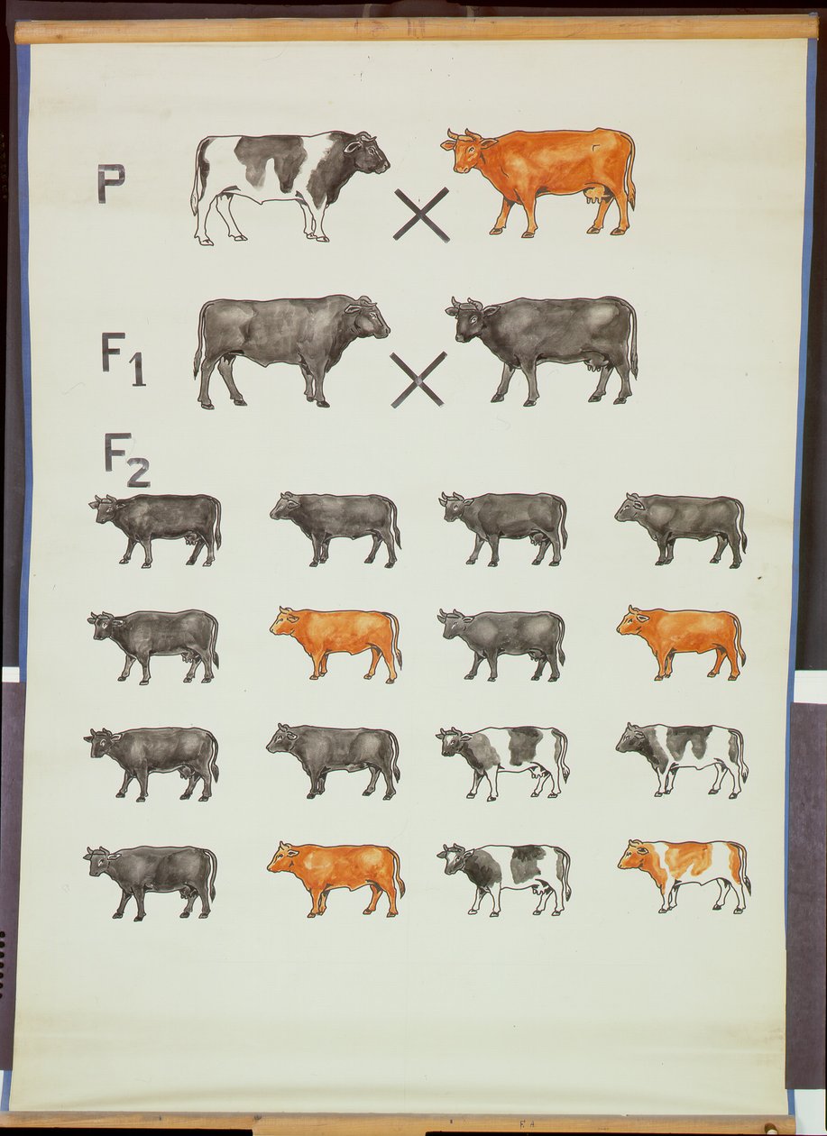 Cartaz que demonstra a lei de Mendels no gado de German School