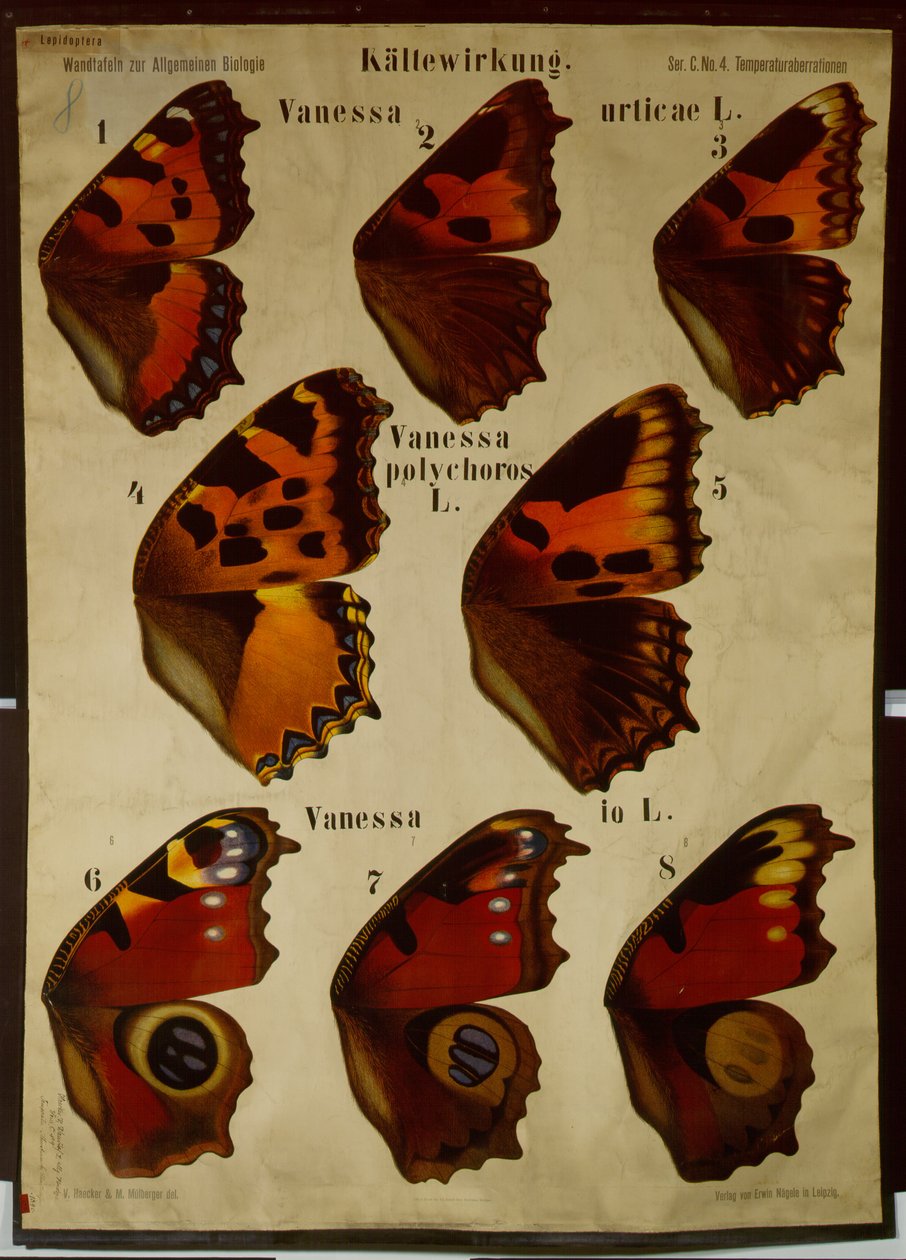 Poster ilustrando o efeito da temperatura em diferentes tipos de borboletas de German School