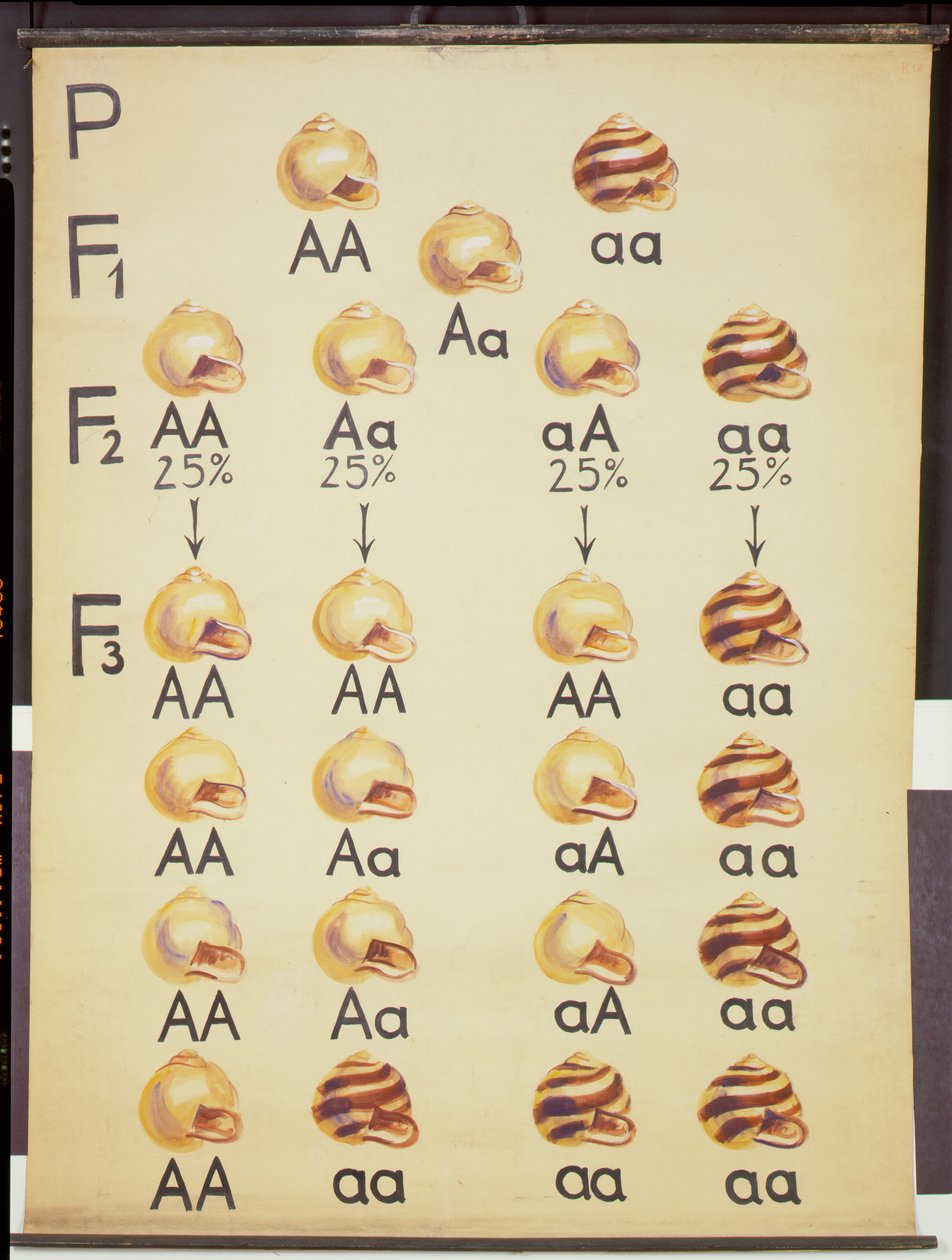 Poster de Caracóis do Cepea de German School