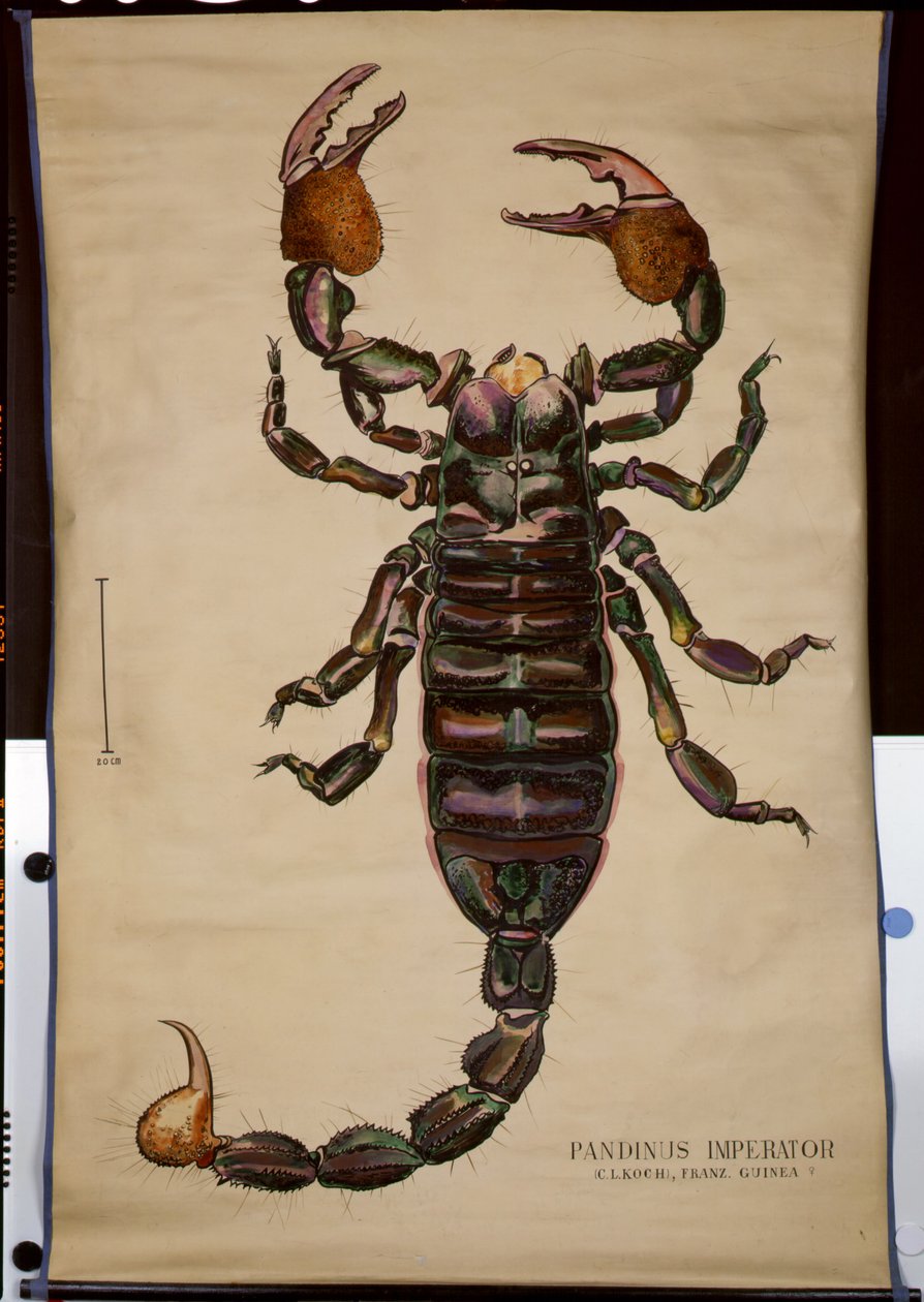 Cartaz de um imperador de Pandinus de German School