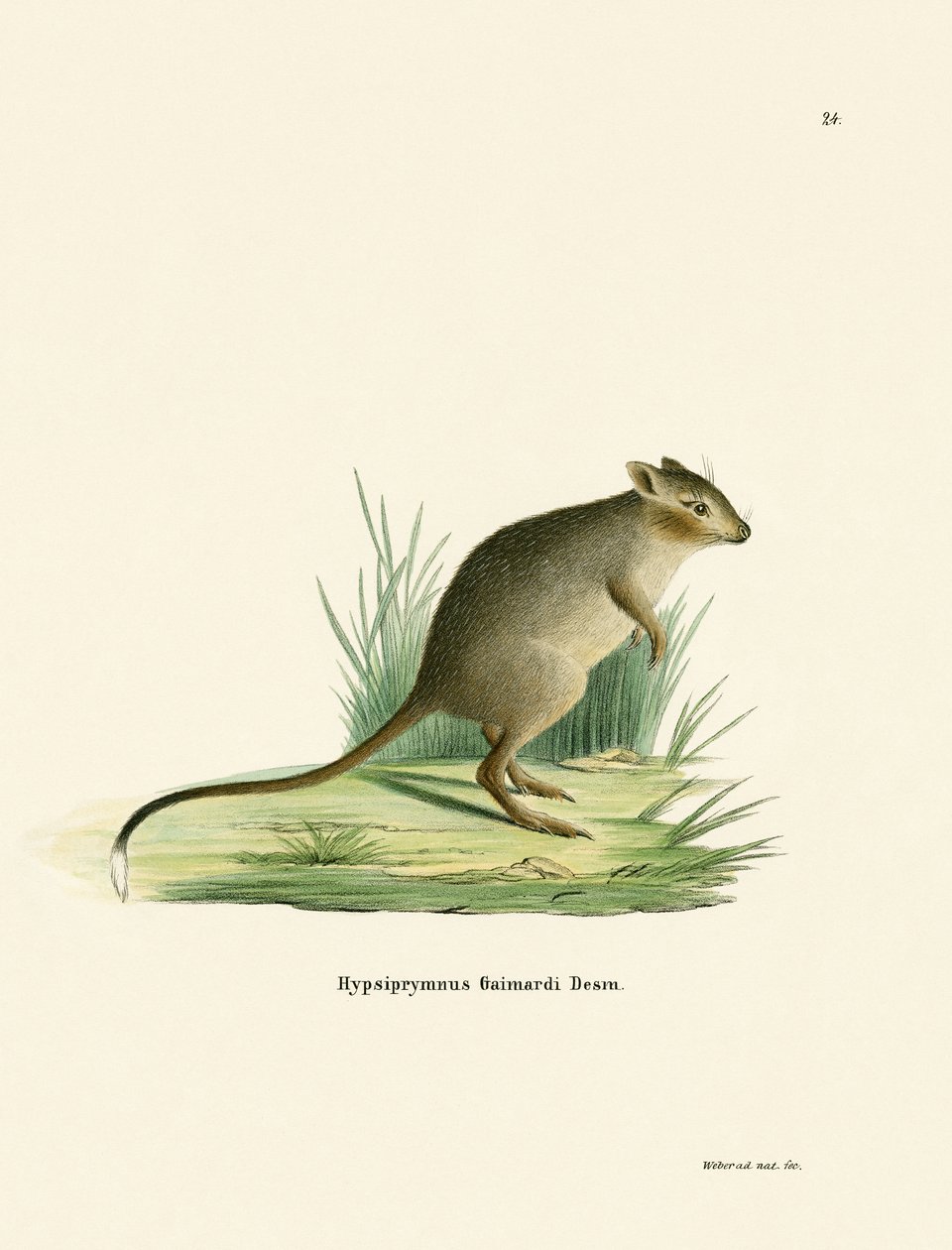 Potoroo (gravação a cores) de German School