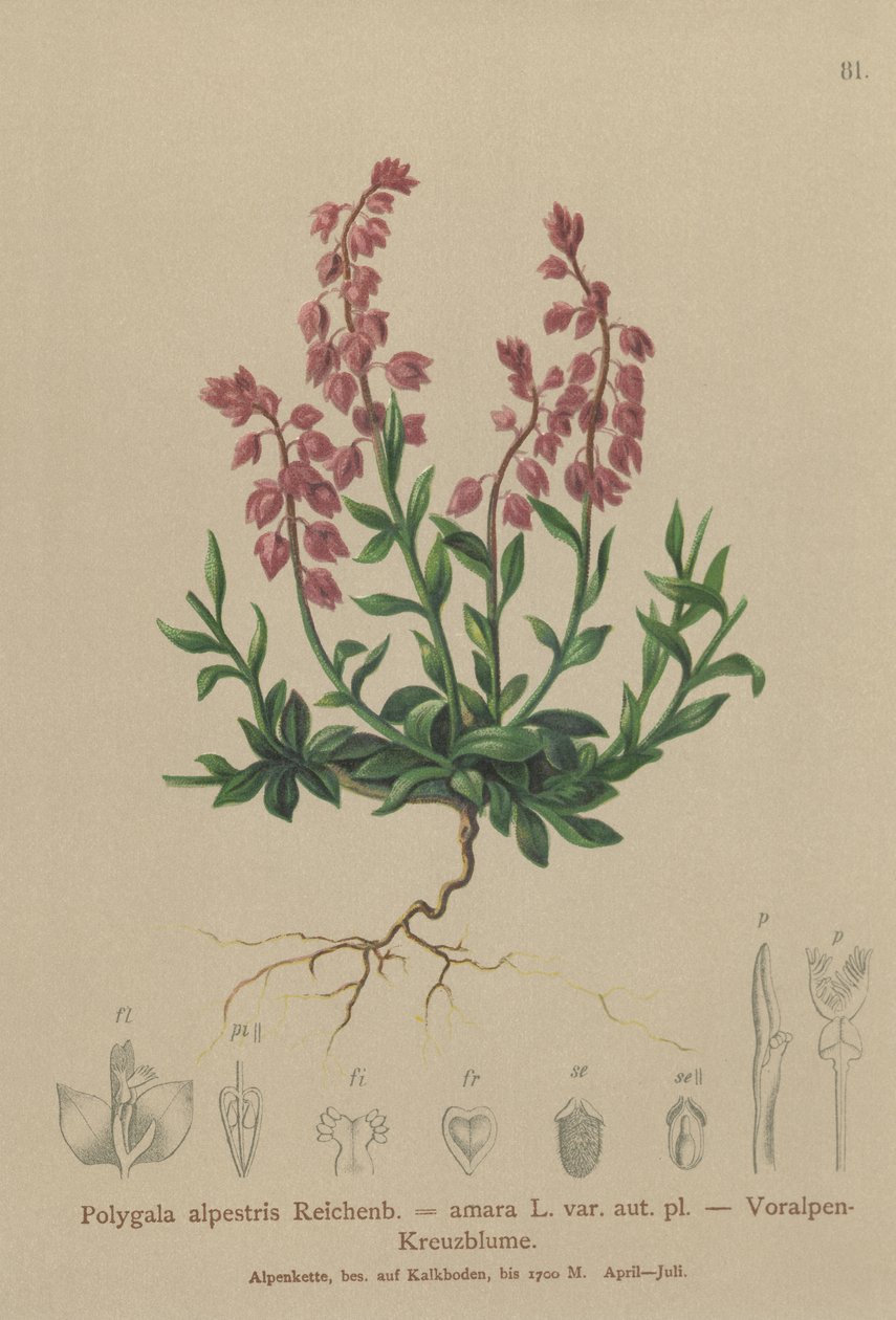 Milkwort pré-alpino (Polygala alpestris, Polygala amara var. Aut. Pl., Polygala braquíptera) de German School