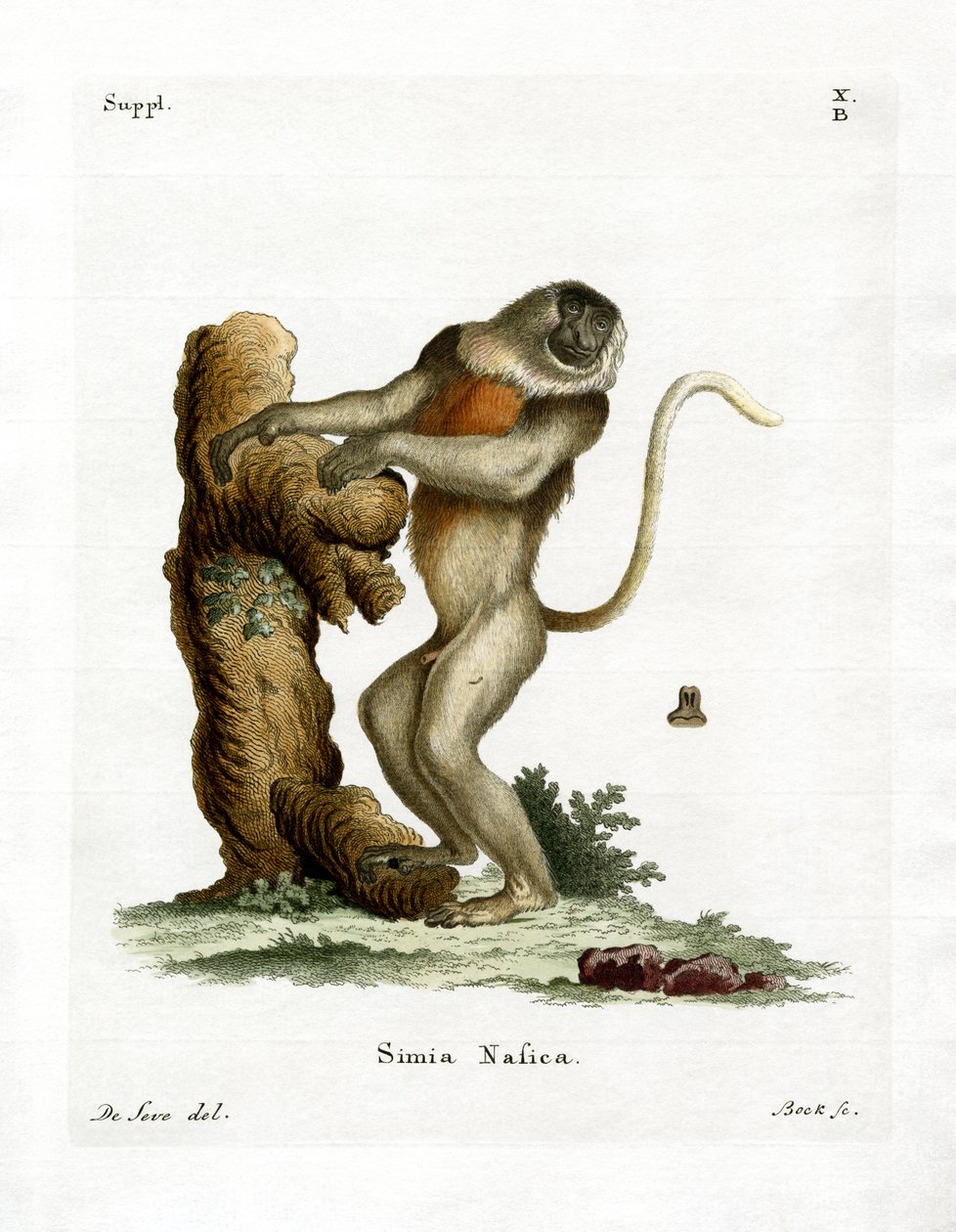 Macaco Proboscis (gravação a cores) de German School